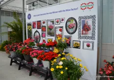 Also at this location, the nominees of the Fleuristar award presented. Begonia x hybrida Viking Red on Chocolate of Sakata Ornamentals was also competing.